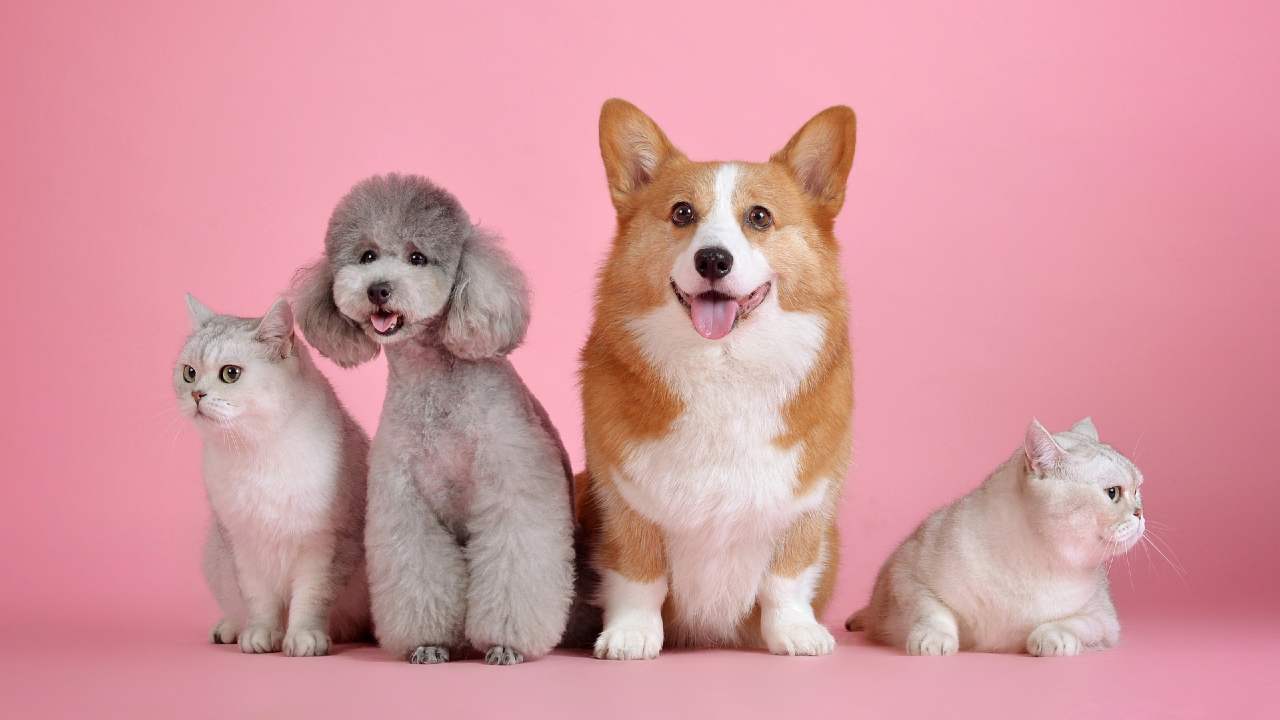 Animali domestici