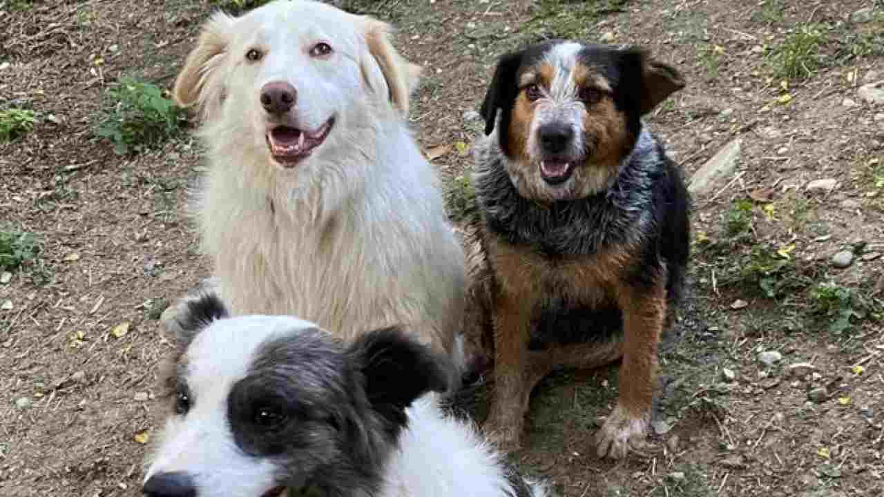 Cani, progetto "Alternativa canile"