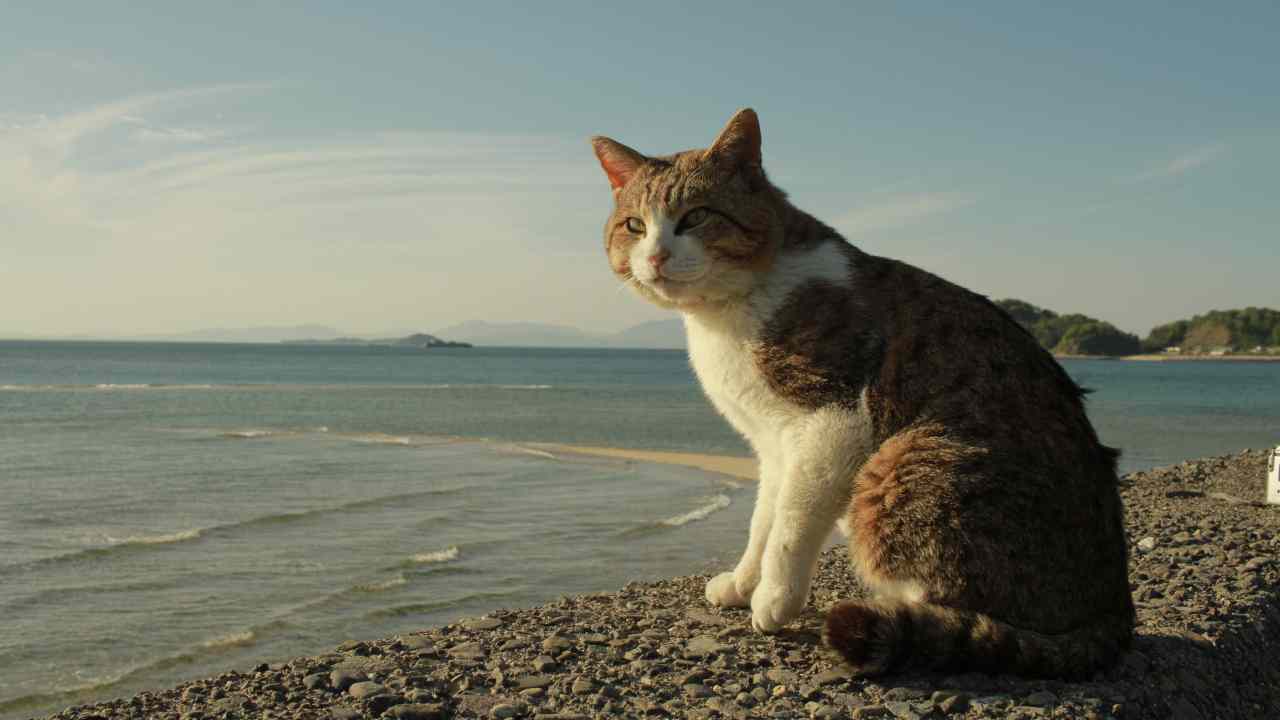 Gatti vacanze mete