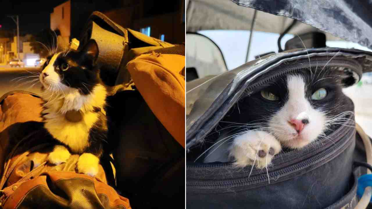 Gatto Mogli viaggio