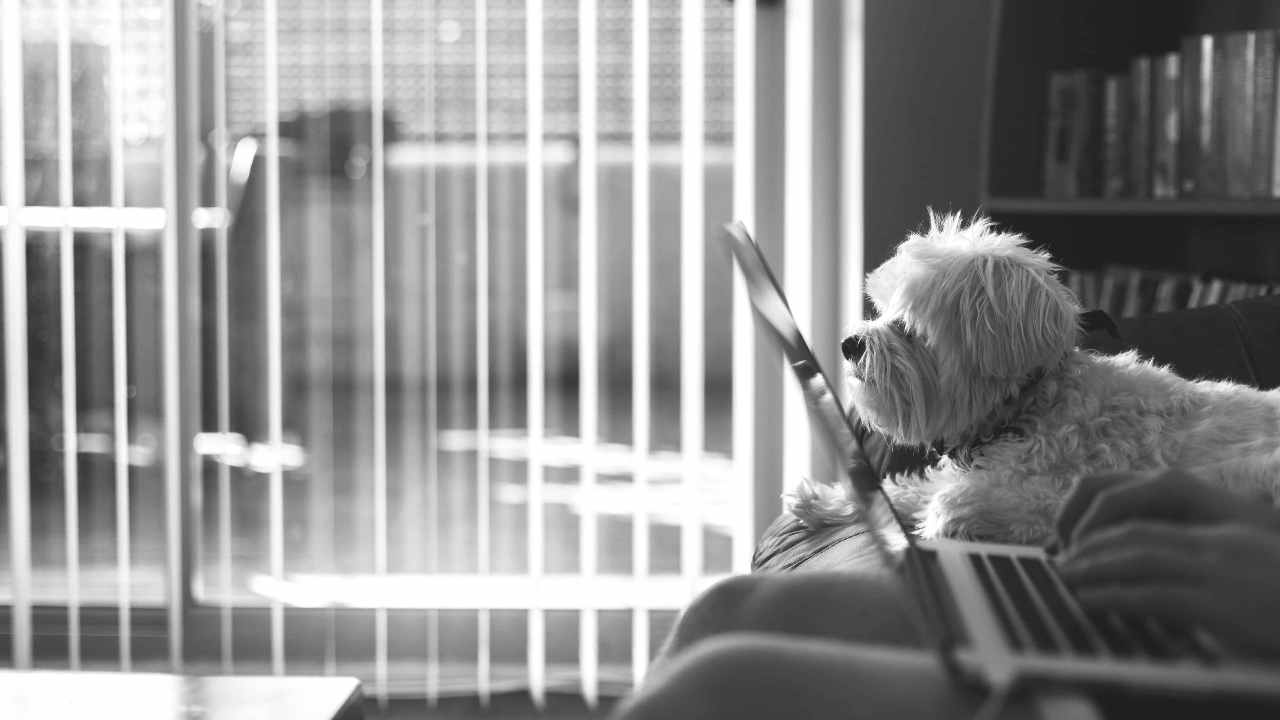 Giornata Mondiale Cane in Ufficio