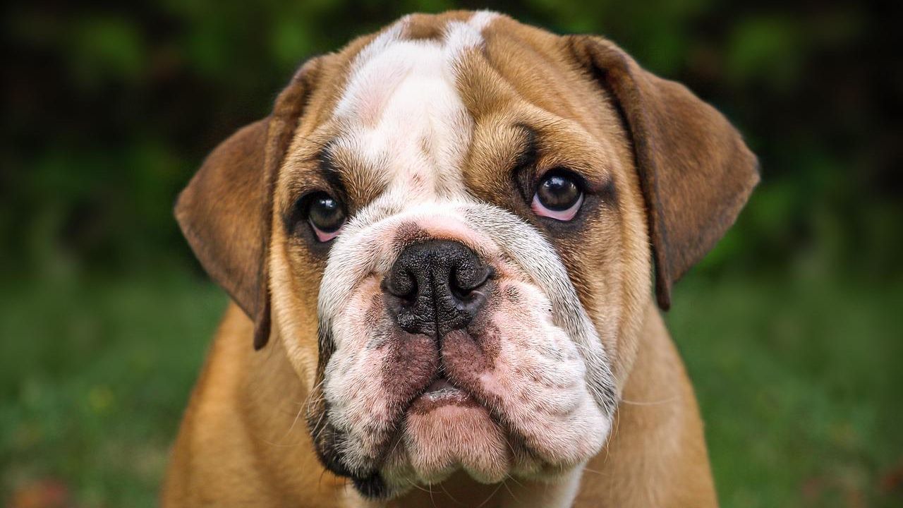 bulldog inglese salute