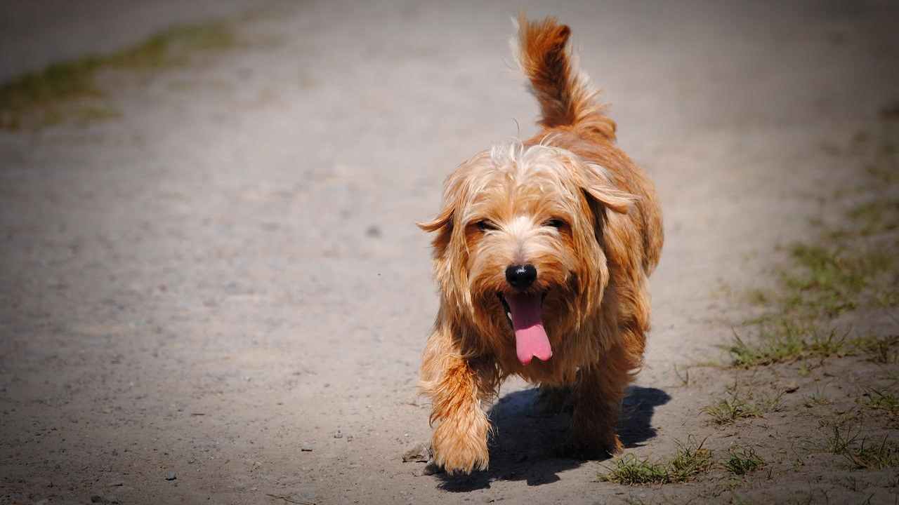 cane asfalto caldo