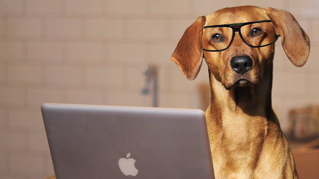 cani in ufficio