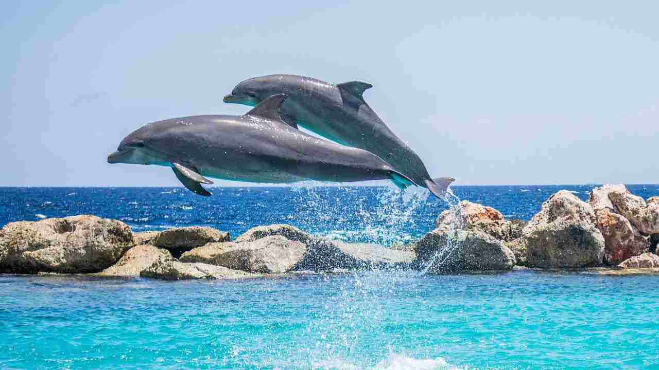 delfini gusto