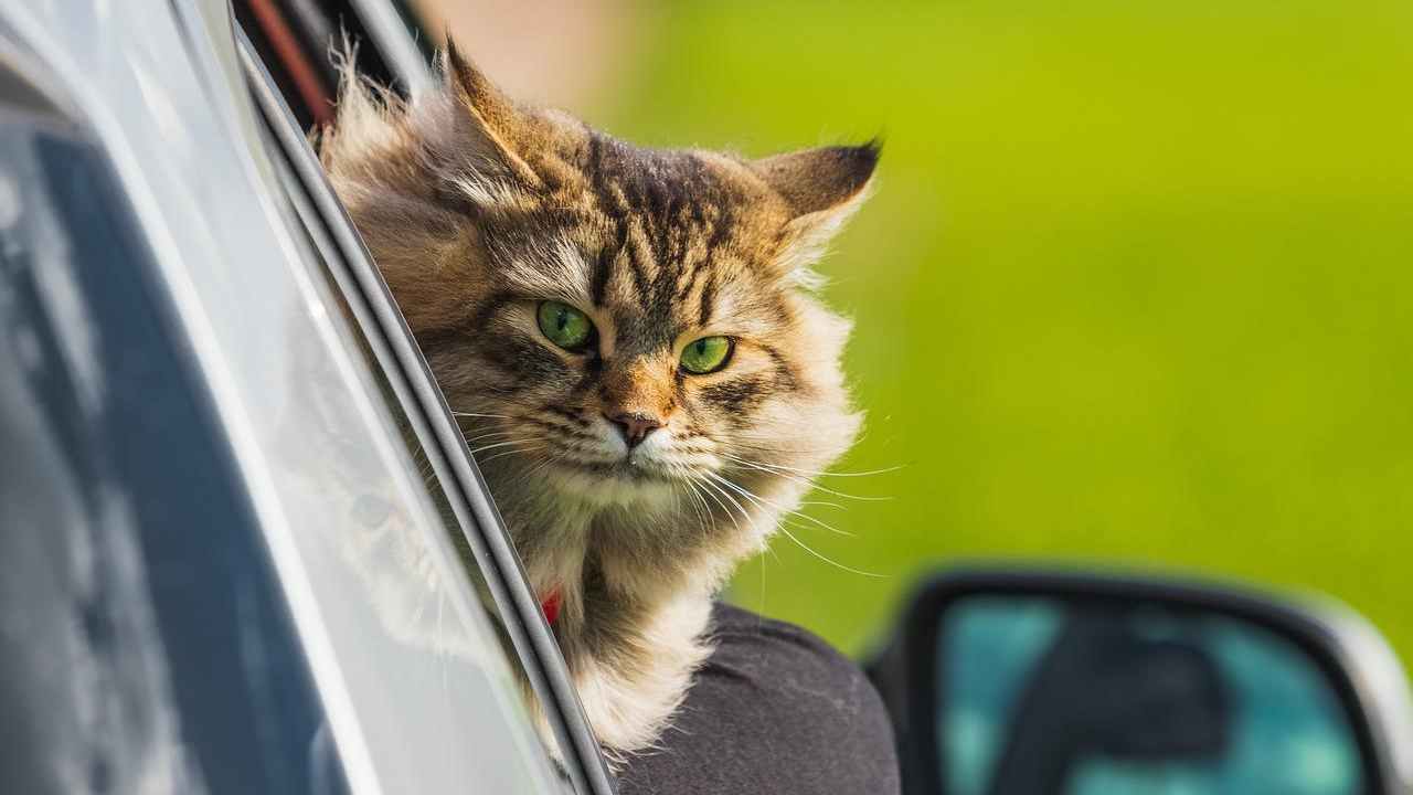 gatti viaggio
