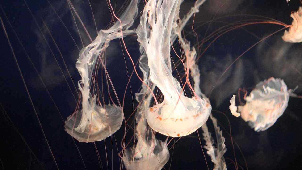 meduse Salento
