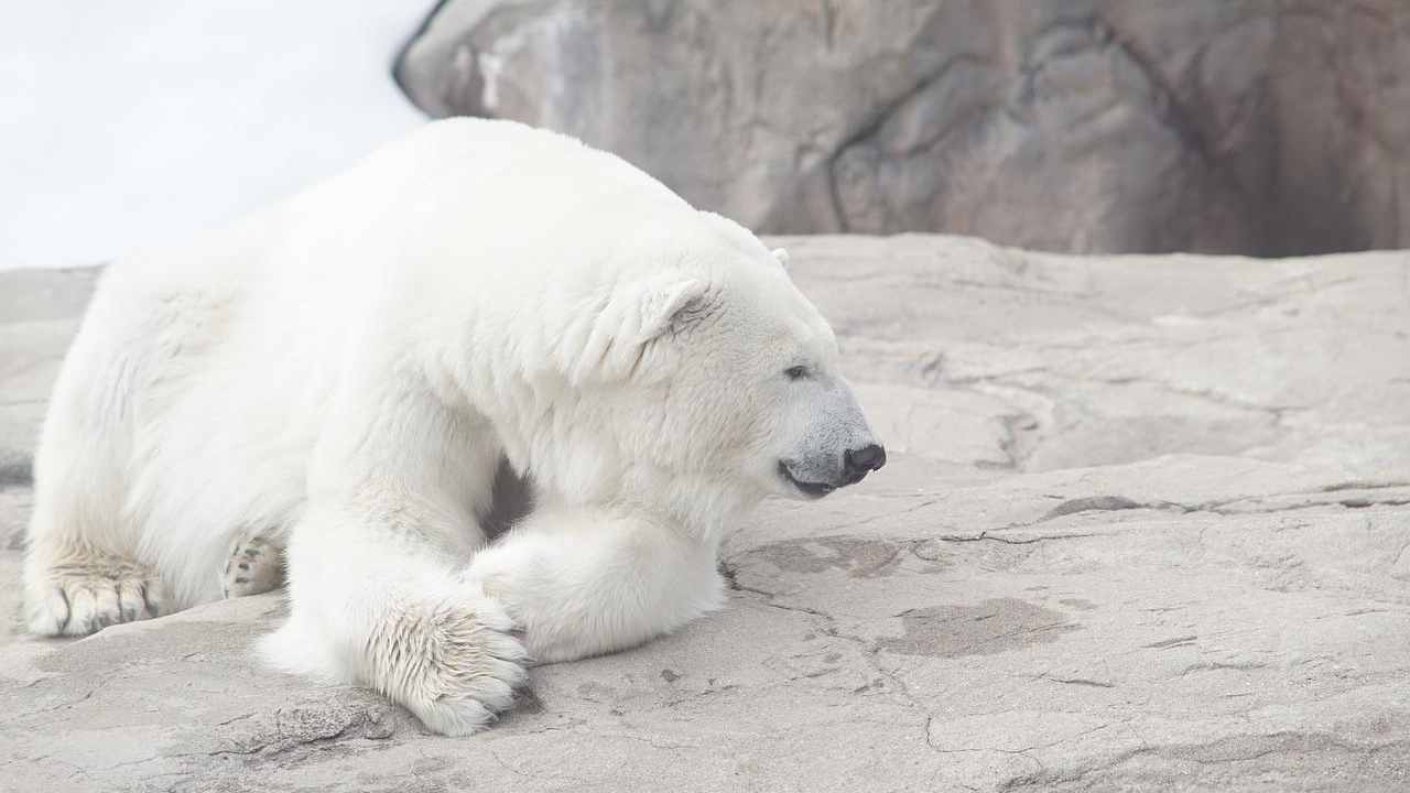 orso polare ghiaccio