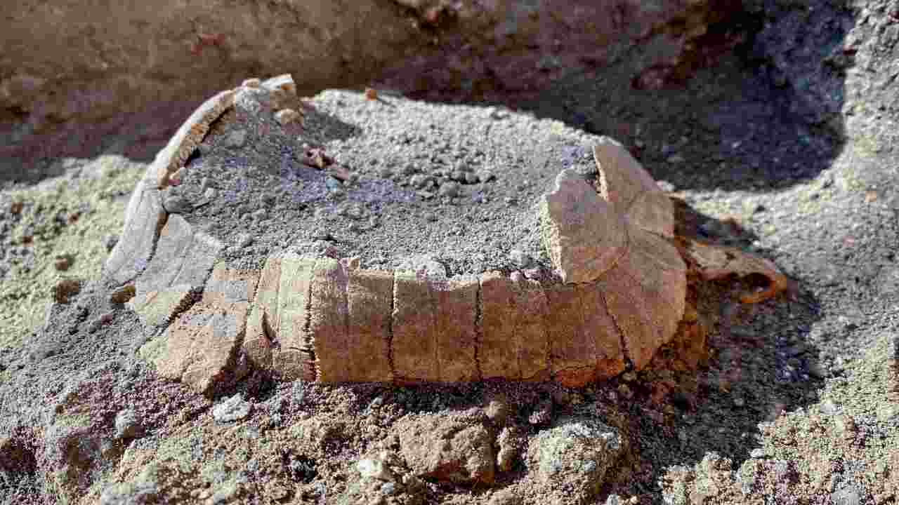 tartaruga Pompei scavi