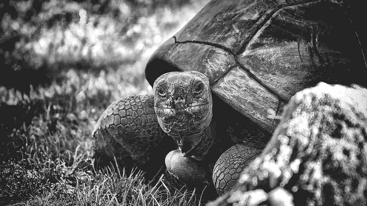 tartaruga gigante