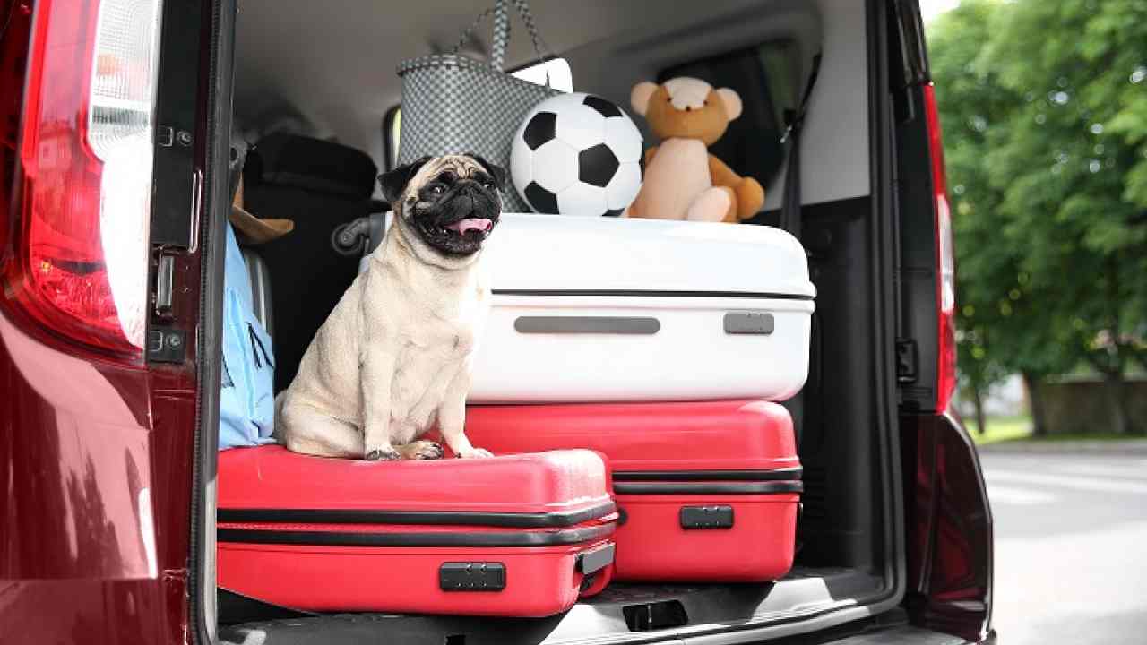 Animali vacanze ferie