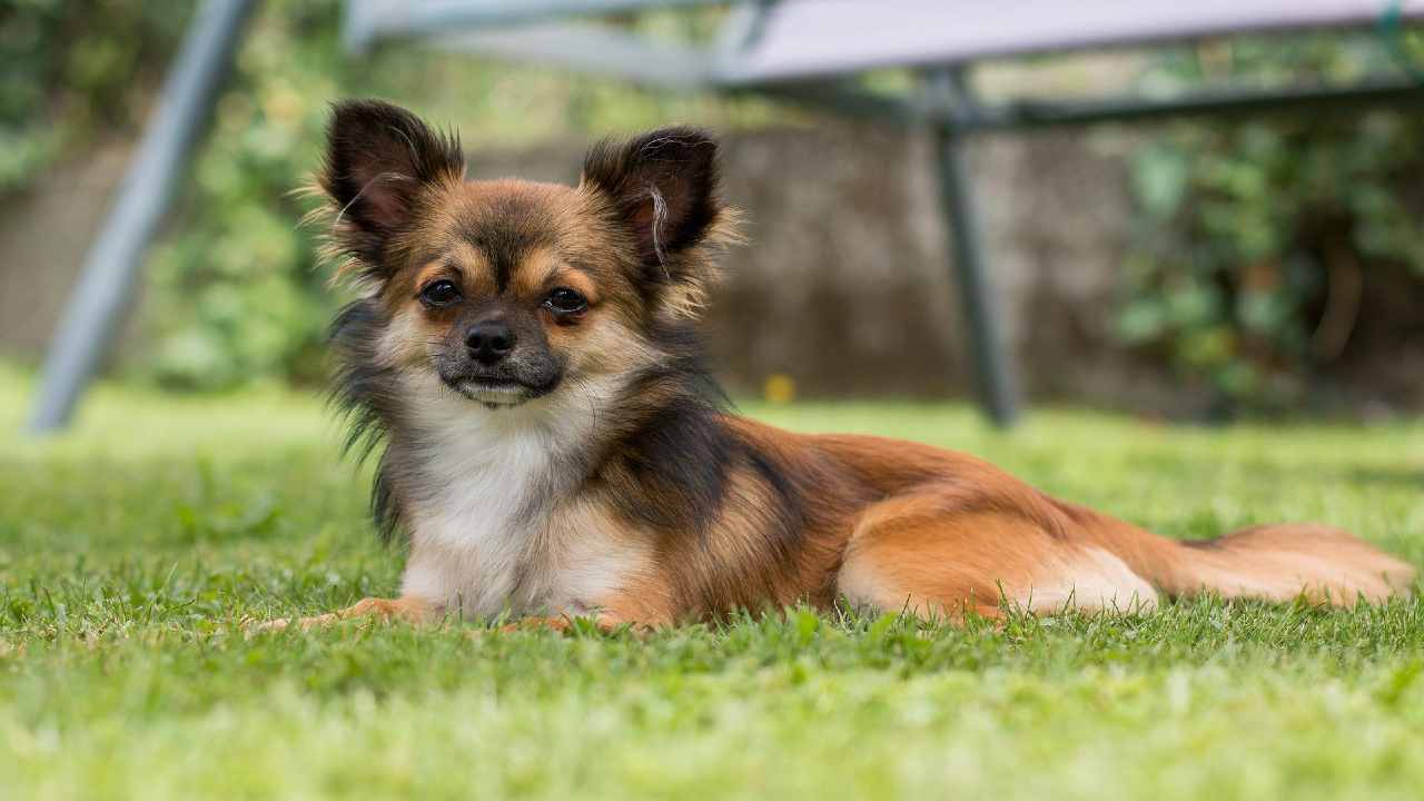 Chihuahua