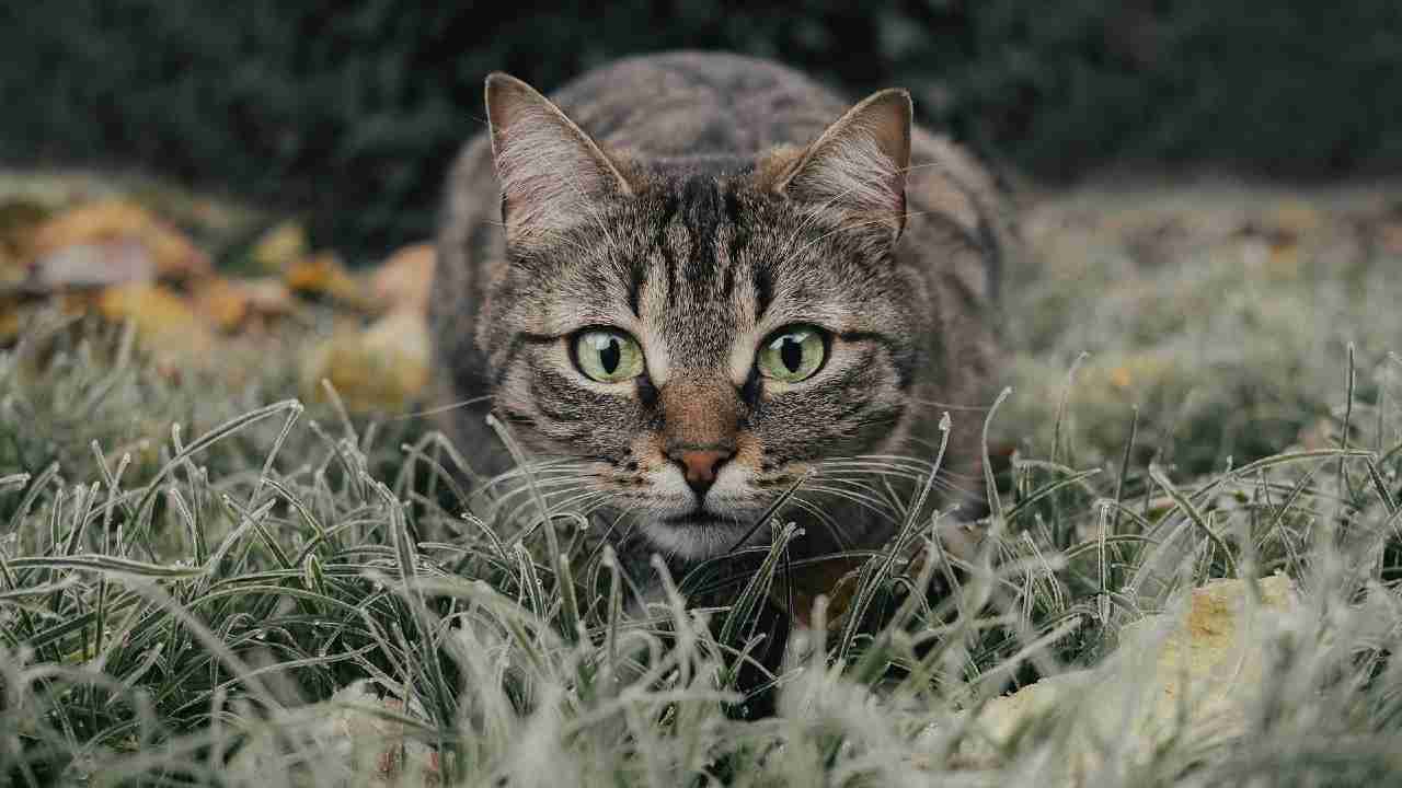 Gatto puntura