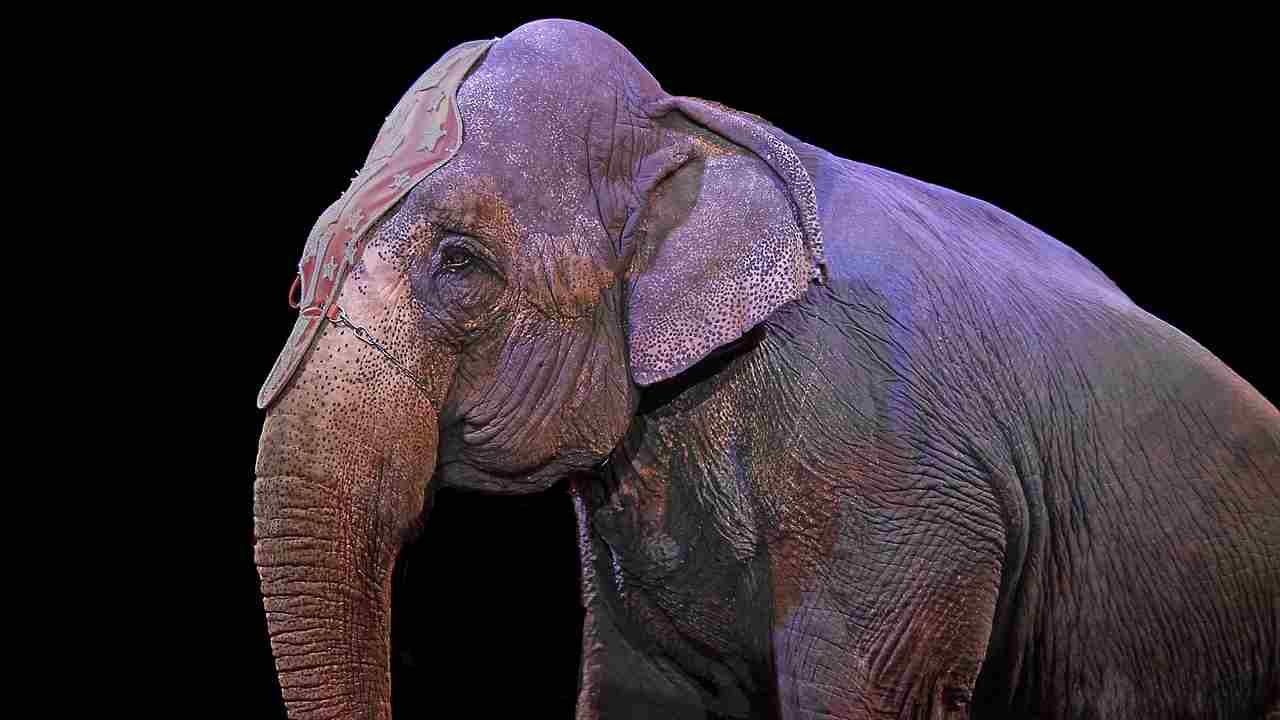 Maturi contro animali circo