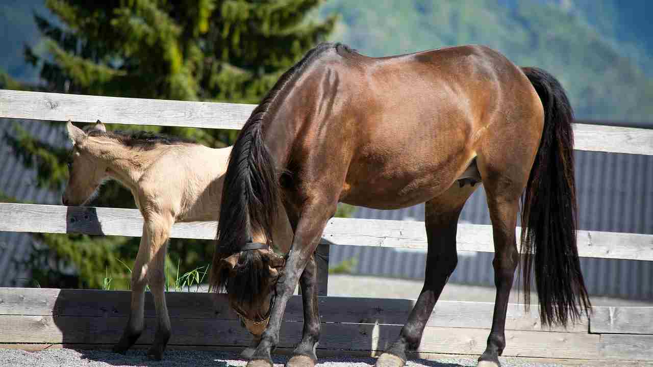 cavalli e bovini allevamento lager