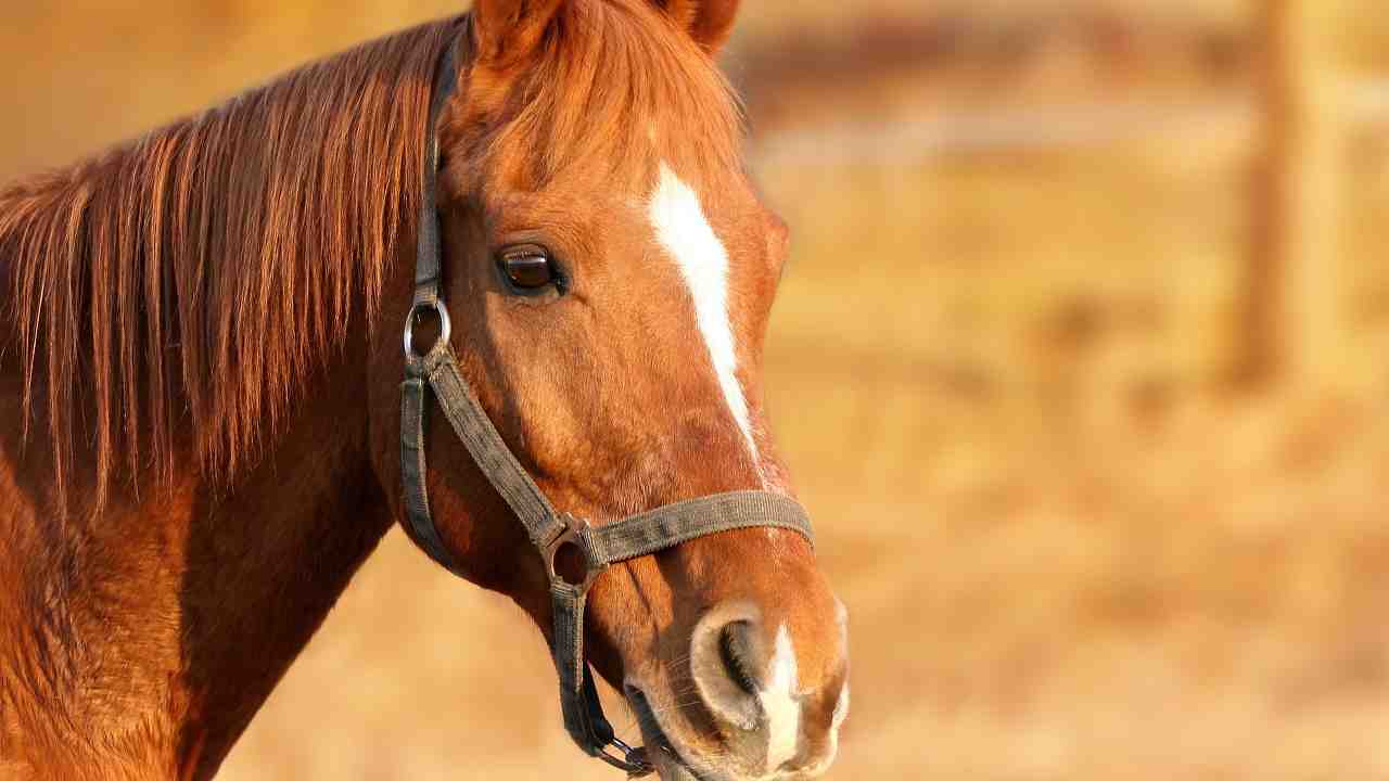 cavallo morto Cesena