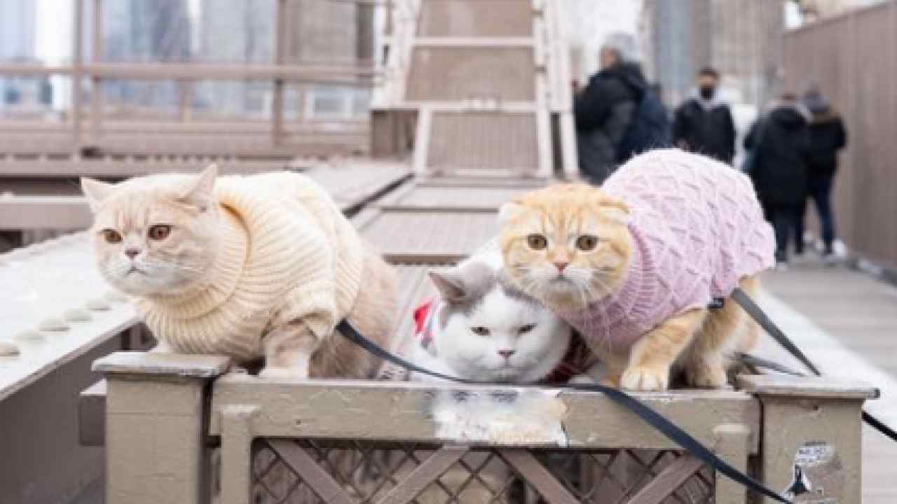gatti viaggi giro mondo