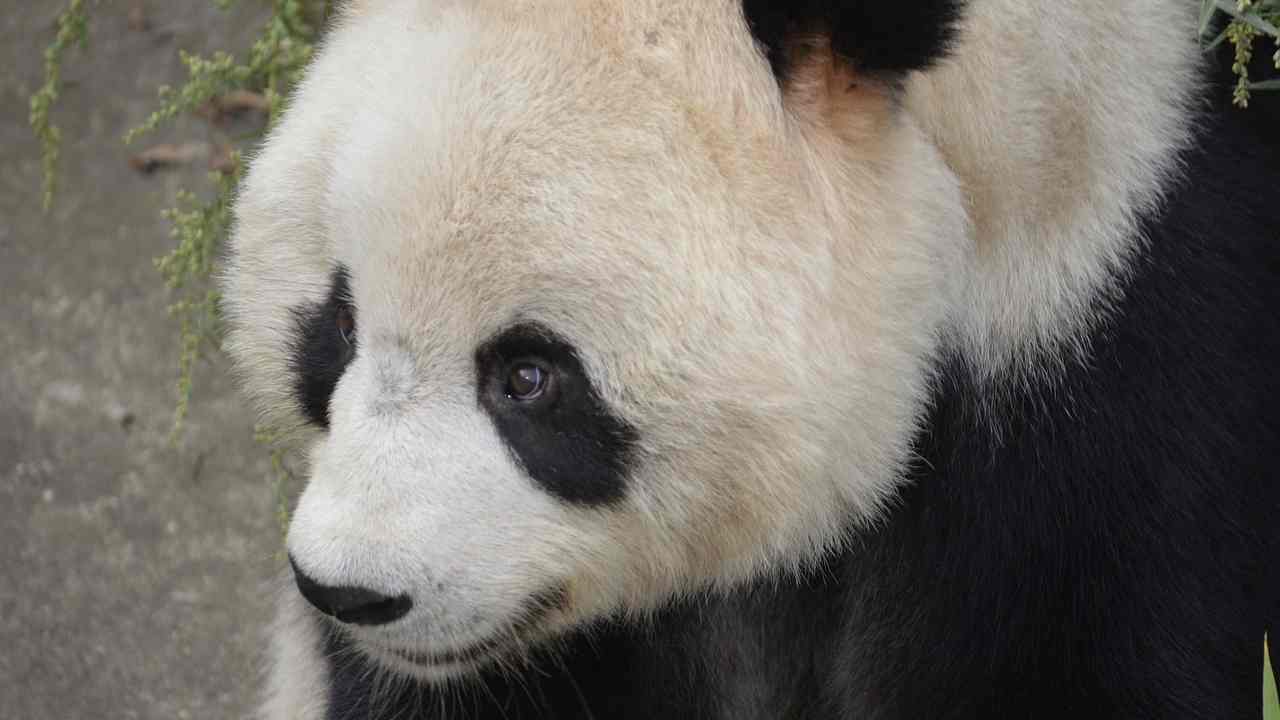 morto panda gigante