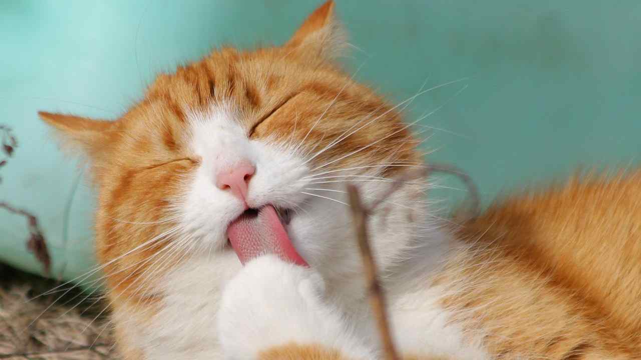 mutua cani e gatti