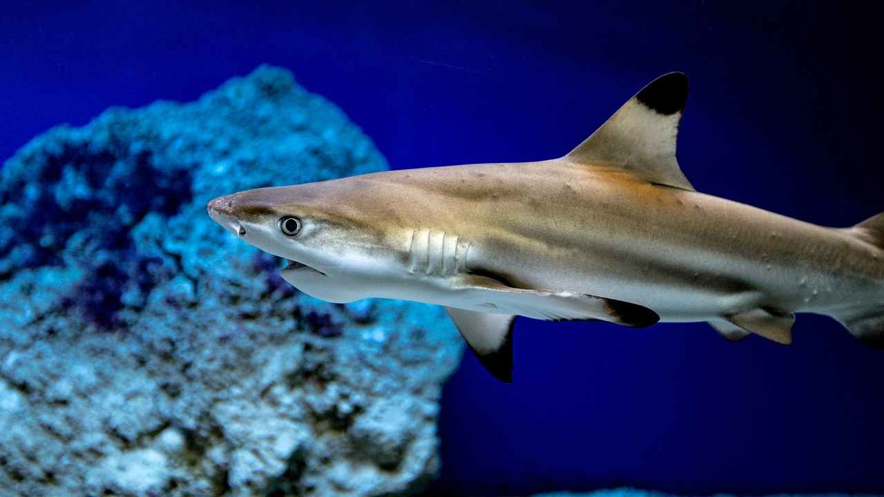 squali morti Isola d'Elba