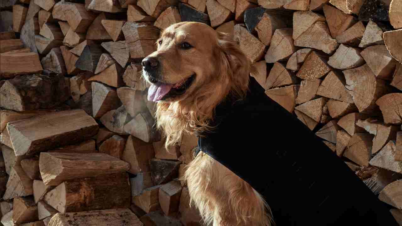 vacanze animali Luxpets