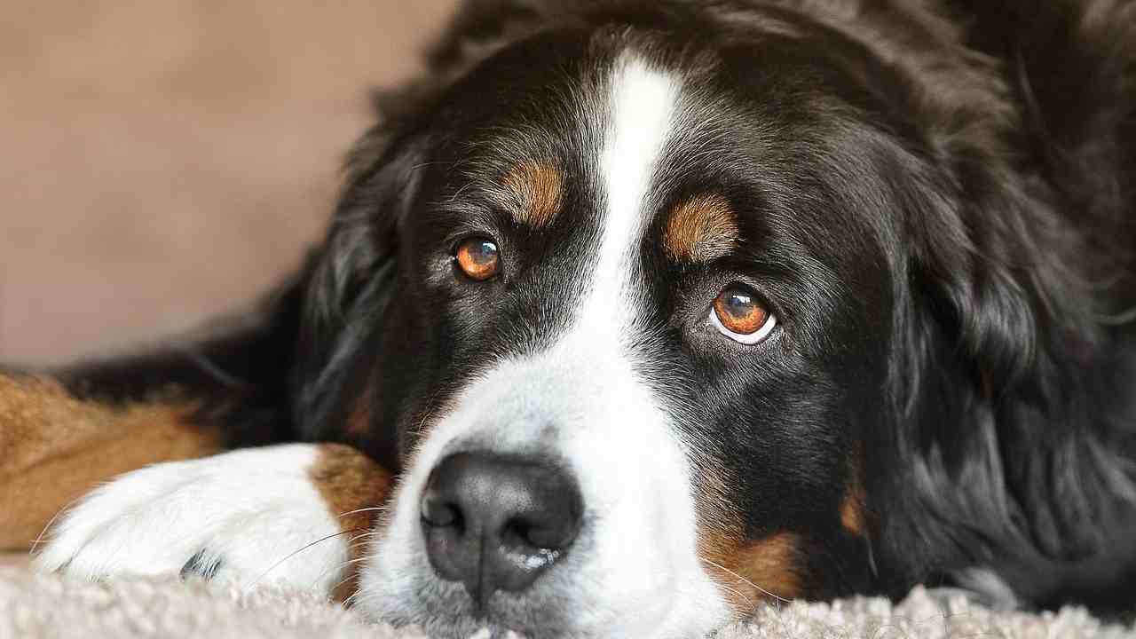 vietata vendita cani
