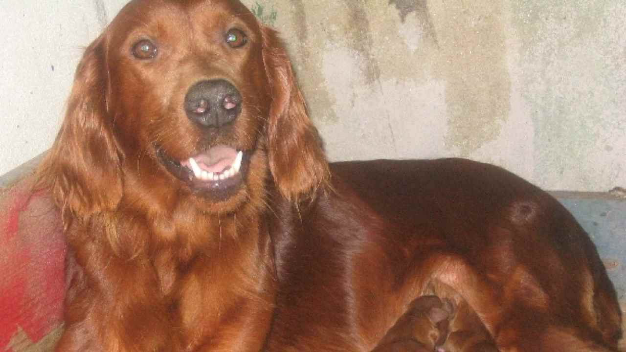 Cani