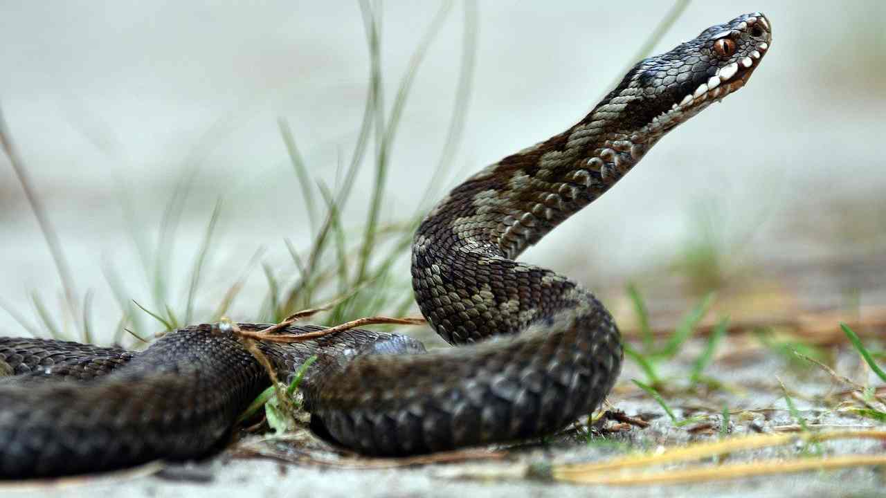Vipera giardino cosa fare