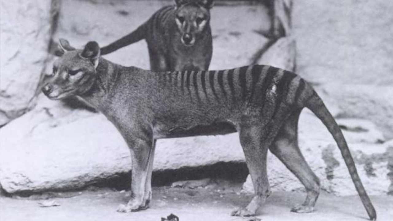 animale estinto in vita