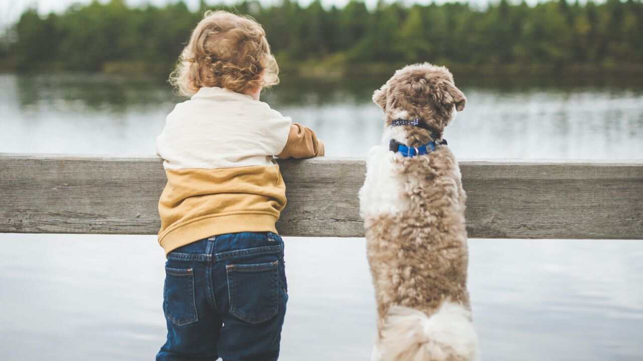 animali domestici