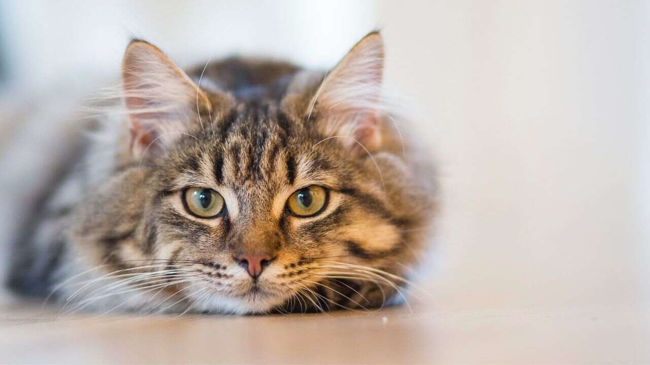 Bandit gatto