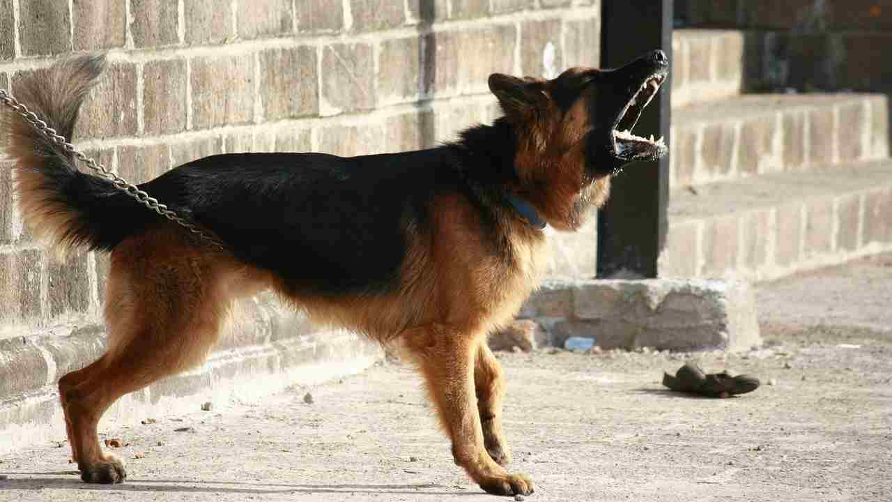 cane abbaia al nulla