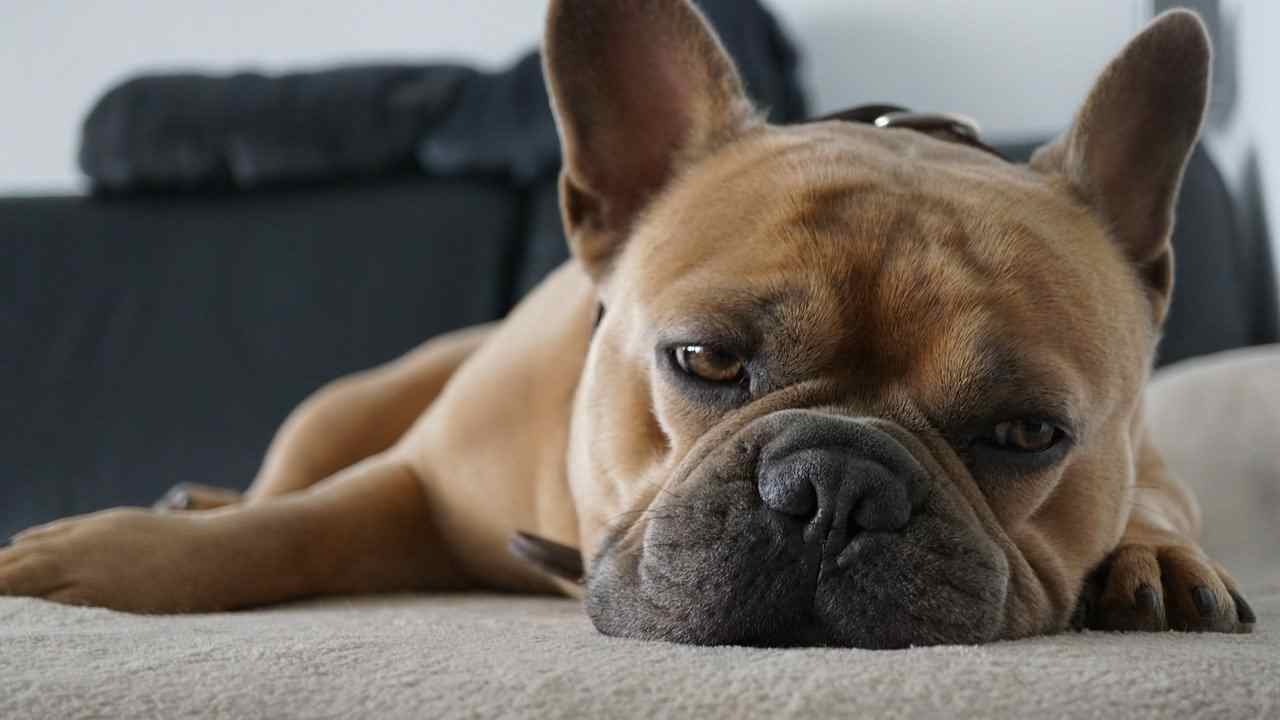 cane pensione vacanze