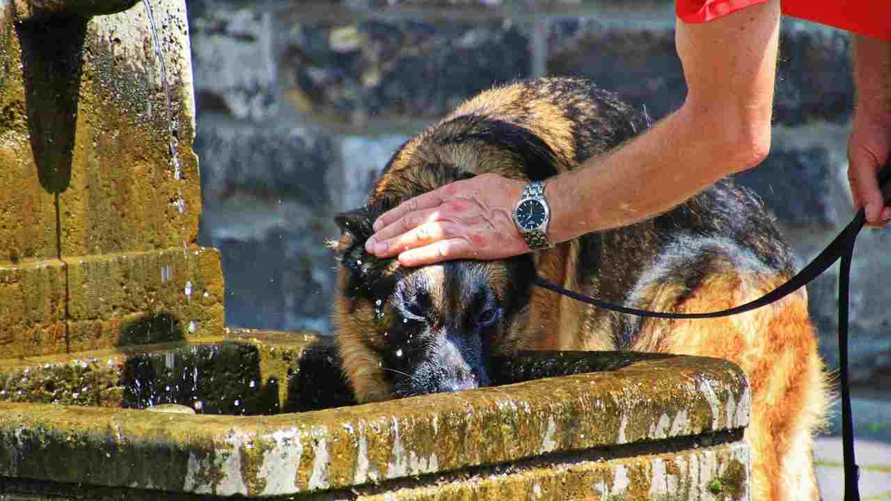 colpi di calore cani gatti consigli