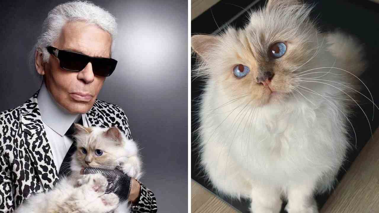 gatta Karl Lagerfeld