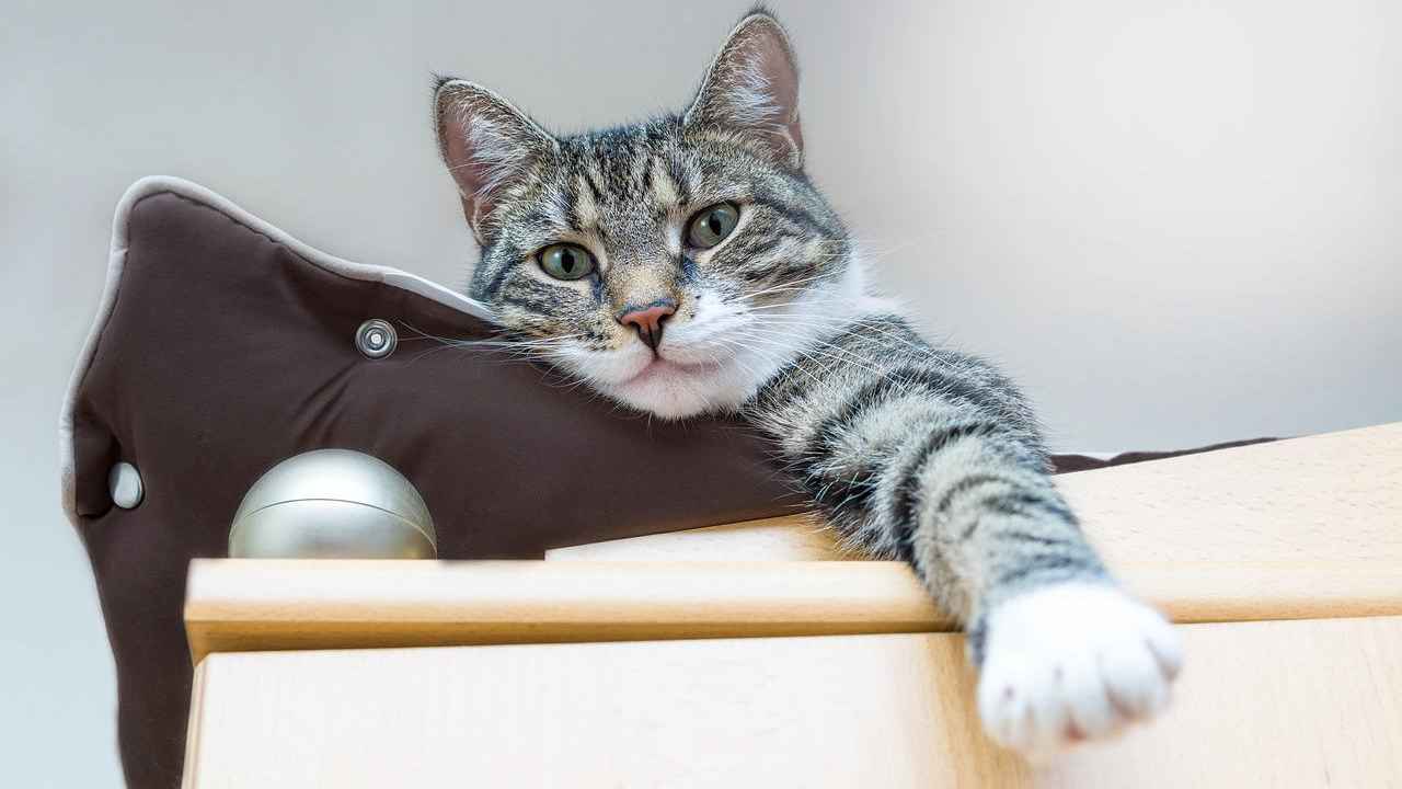 gatti comportamenti strani