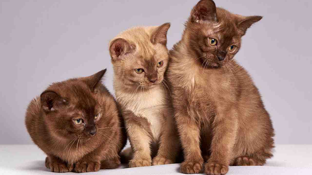 quanti gatti a casa
