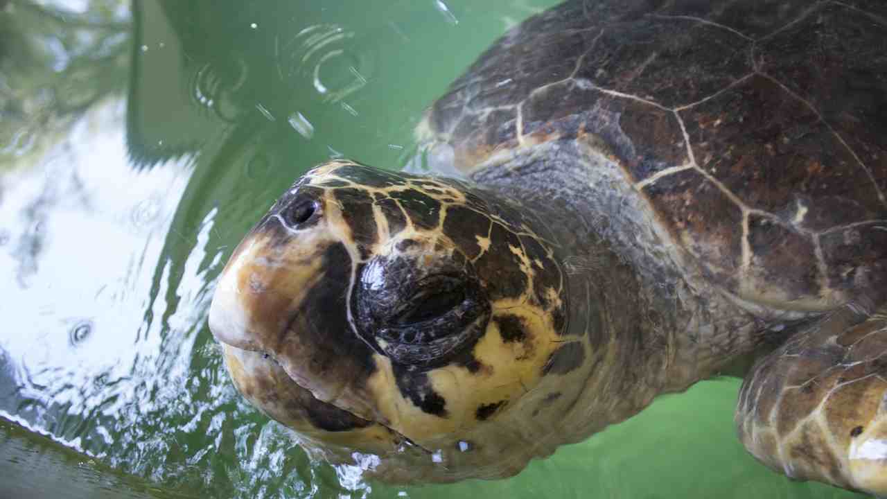 tartaruga Caretta Caretta Tertenia