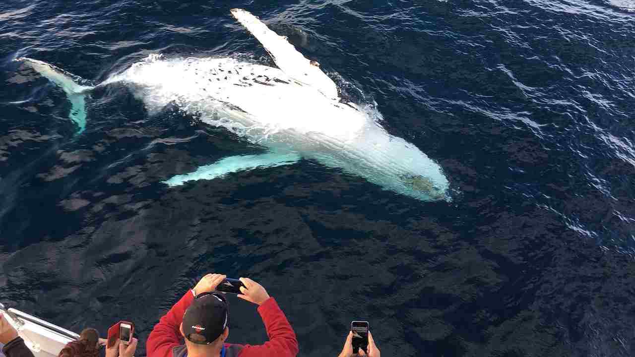 whale watching pro e contro