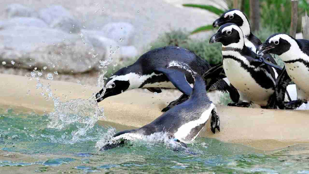 Bioparco Roma iniziative