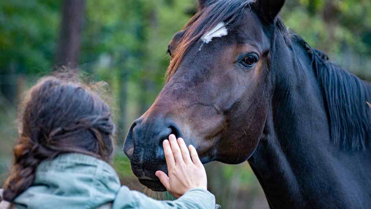 Pet Therapy cavalli