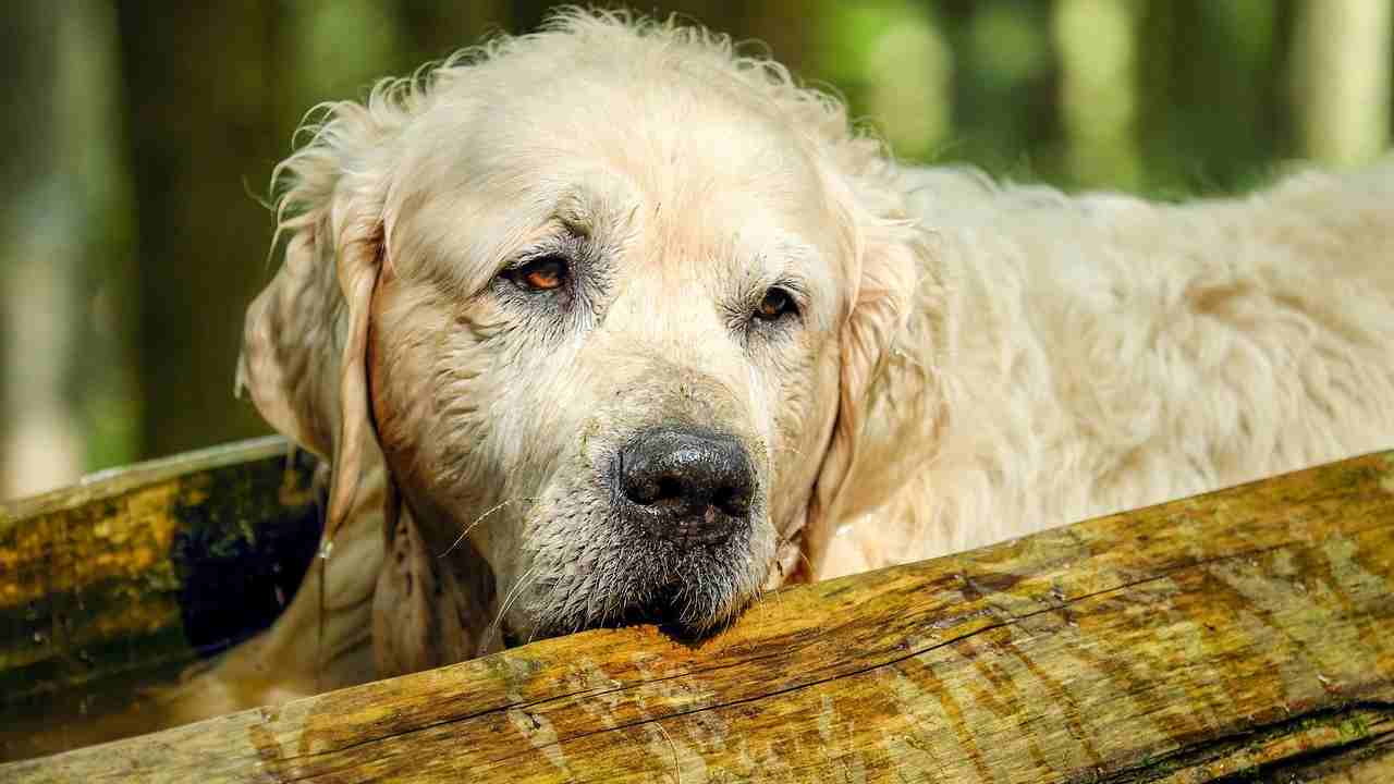Ucraina cane adozioni