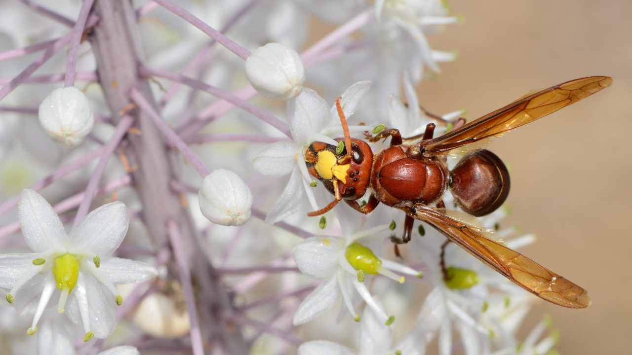 Vespa orientale pericolosa