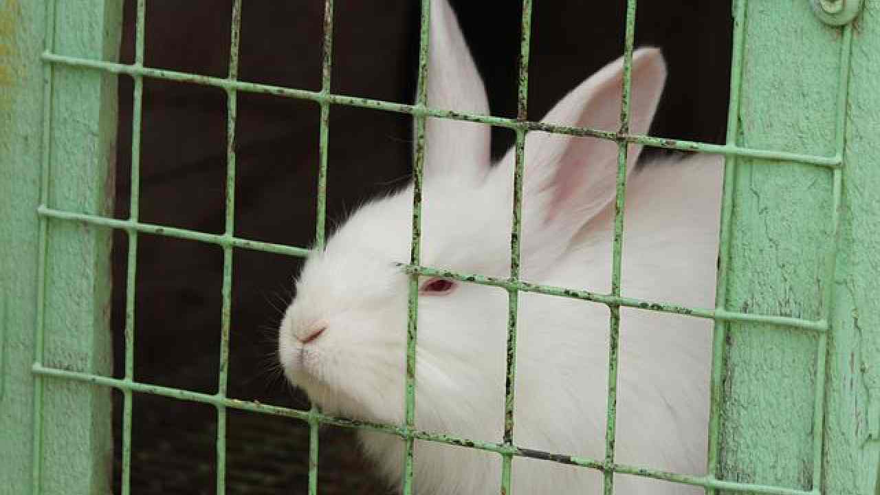 animali premi feste paese