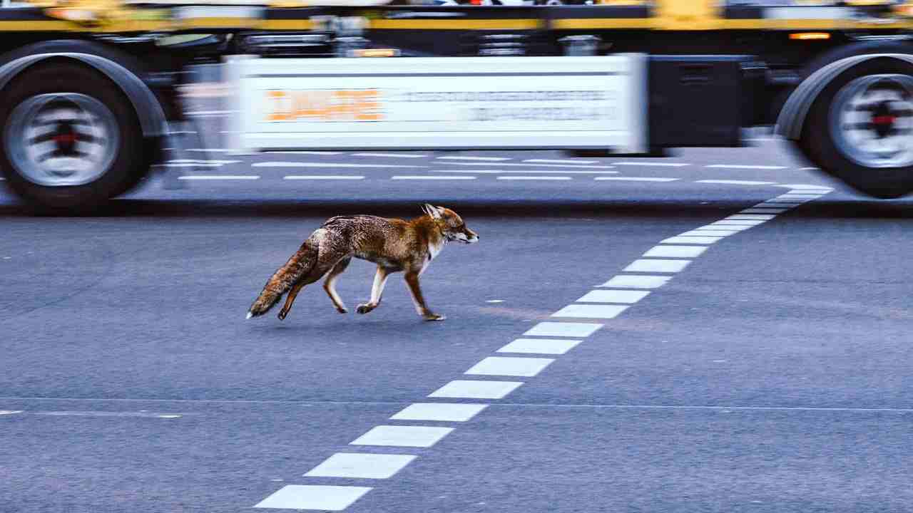animali selvatici in città