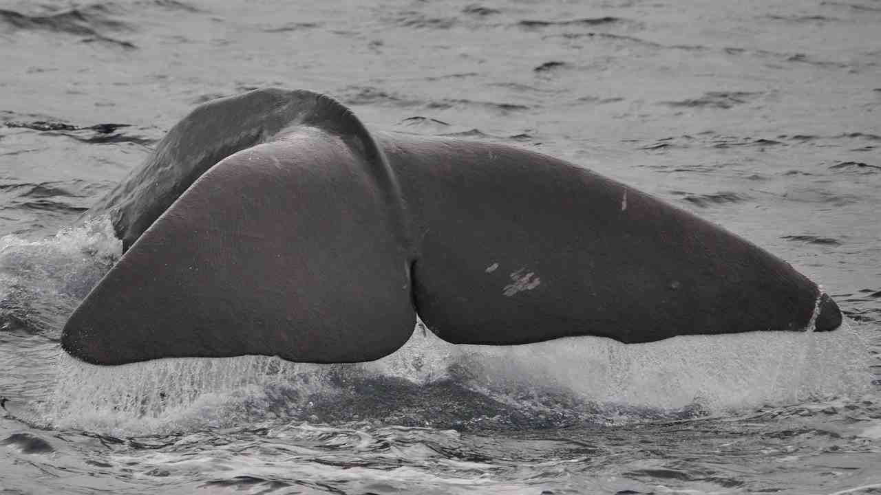 balene spiaggiate Tasmania