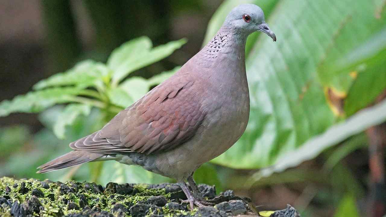 caccia tortora sospesa Sicilia