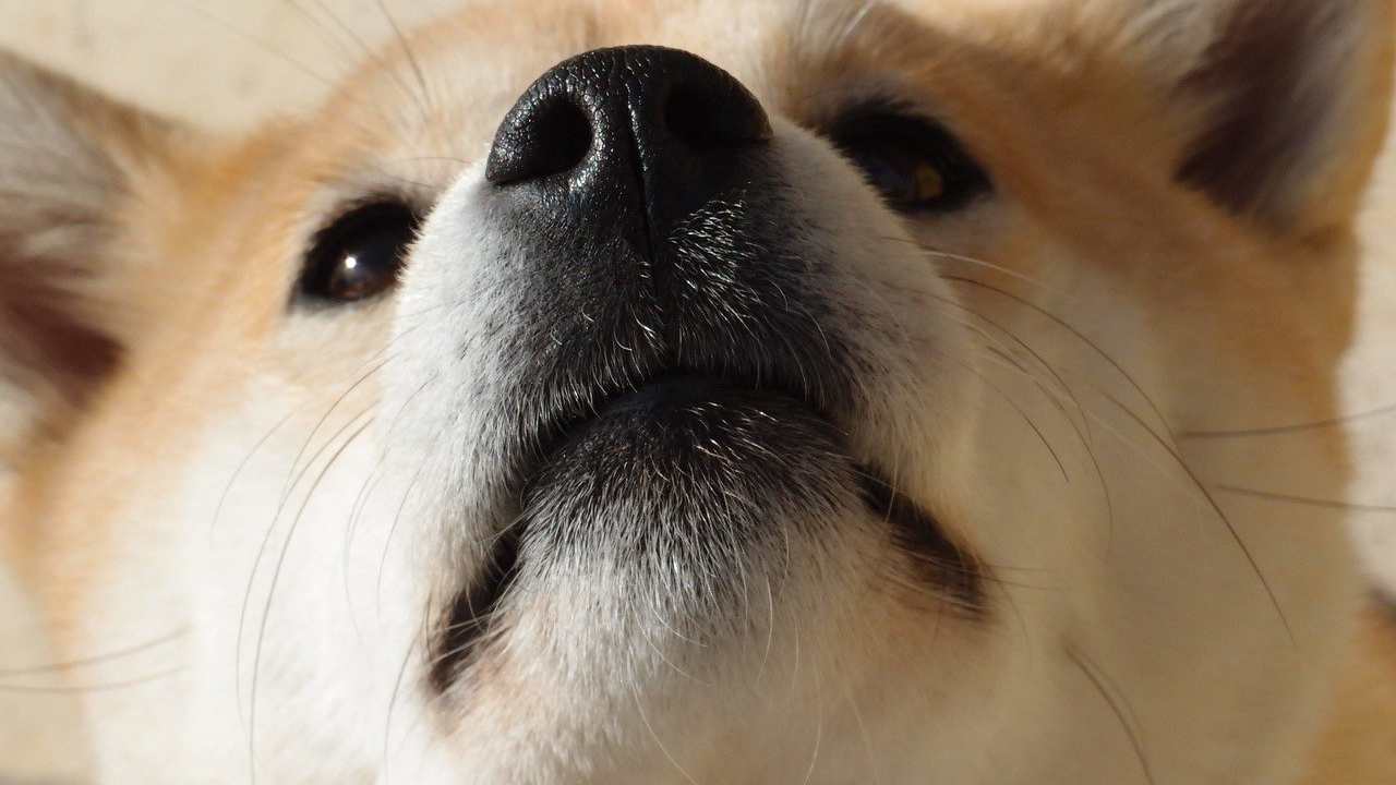 cane odore stress
