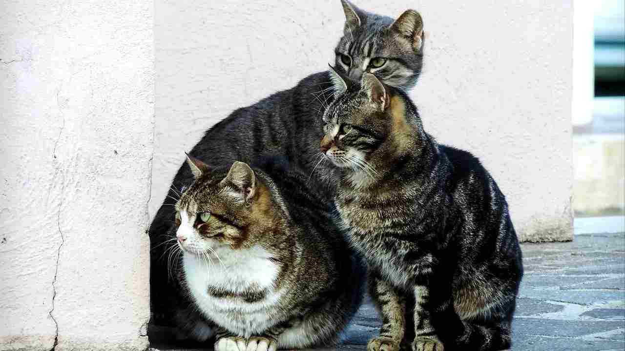 colonia felina distrutta Roma