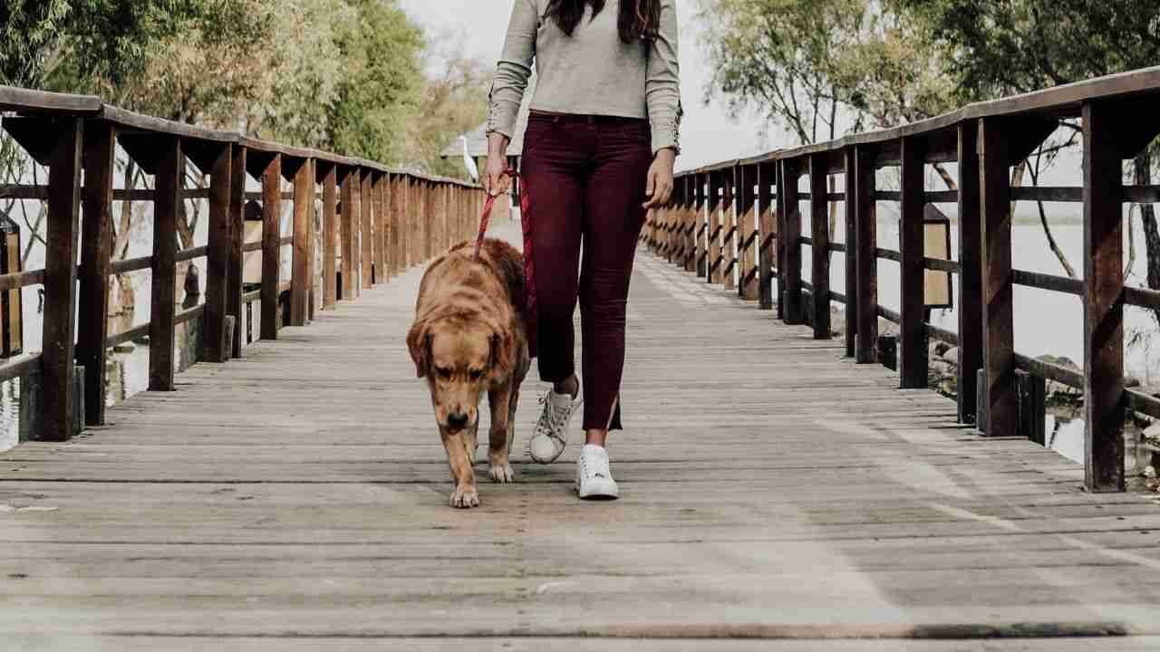 dog sitter New York